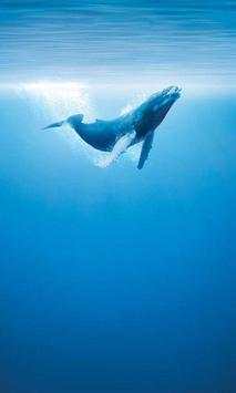 Whale wallpaper screenshot 3
