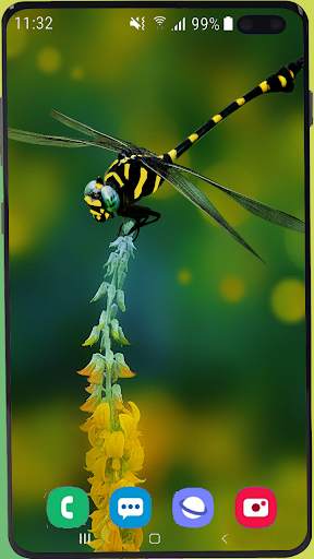 Dragonfly Wallpaper Best HD screenshot 3