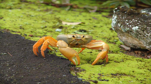 Crab Wallpapers screenshot 5