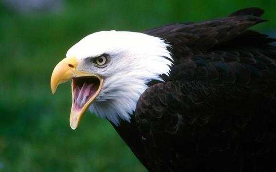 Eagle Wallpapers screenshot 4
