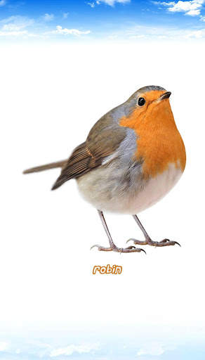 Bird sounds स्क्रीनशॉट 3