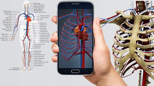 Human anatomy 3D : Organs and Bones screenshot 6