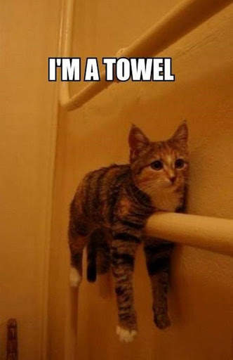 Best Funny Animal Pics screenshot 5