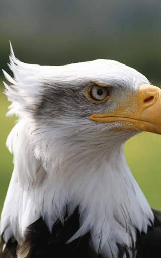 Eagle Live Wallpaper HD screenshot 3