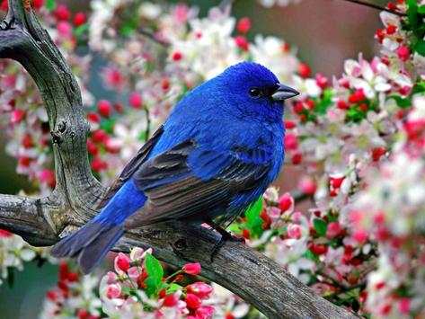 Bird HD Live Wallpaper screenshot 1