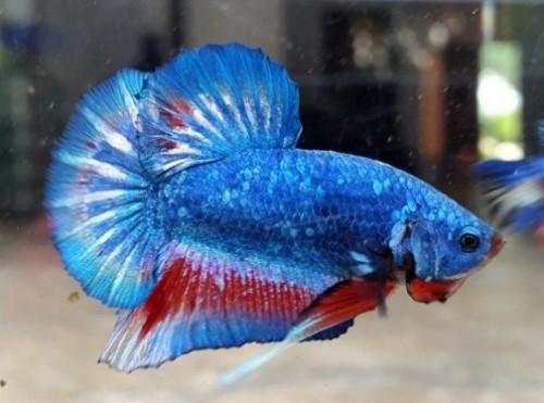 Betta Fish 3D screenshot 3