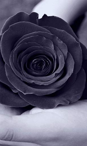 Black Rose HD Wallpaper screenshot 5