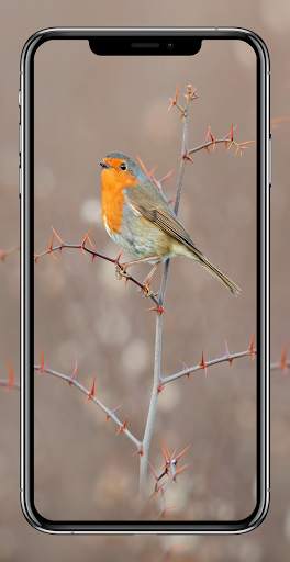 Birds Wallpapers HD - Parrot Wallpaper-Eagle Walls screenshot 5