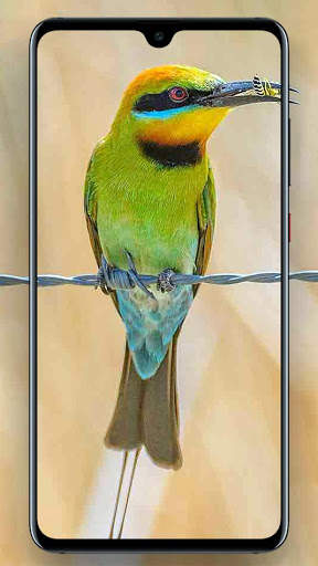 Beautifull Bird Wallpapers screenshot 8