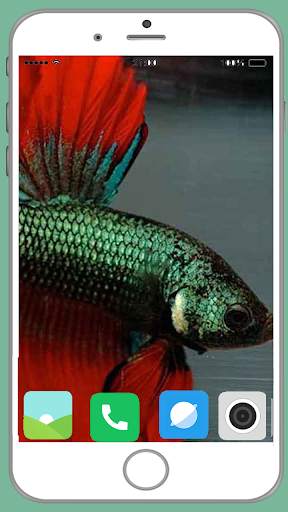 Fish Full HD Wallpaper 16 تصوير الشاشة