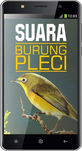 Suara Burung Pleci screenshot 4