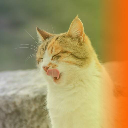 CORA Photo Editor screenshot 8