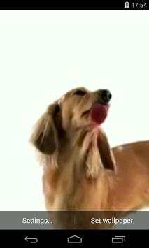 Dog Licks Screen Video LWP screenshot 1