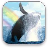 Whales Free Video Wallpaper 1.4