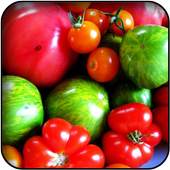 Tomatoes Wallpapers 5.0