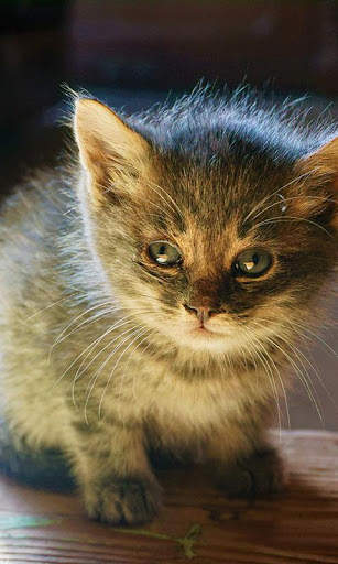 Sassy Cat Live Wallpaper screenshot 6