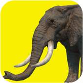 Elephant games free 2