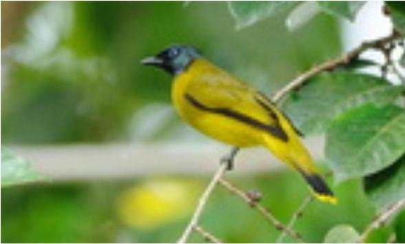 Bulbul Wallpapers screenshot 12