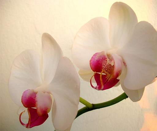 White Orchid Live Wallpaper screenshot 3