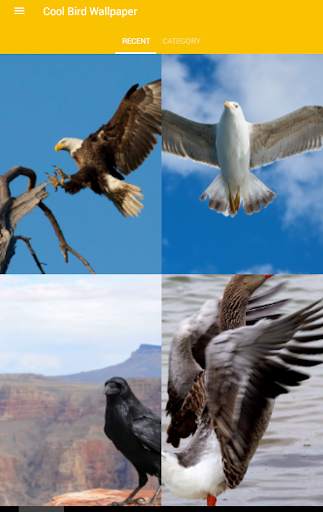 Cool Bird Wallpaper screenshot 7