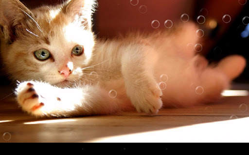 Lazy Cat Live Wallpaper screenshot 9
