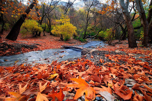 Autumn Wallpaper HD : backgrounds & themes screenshot 13