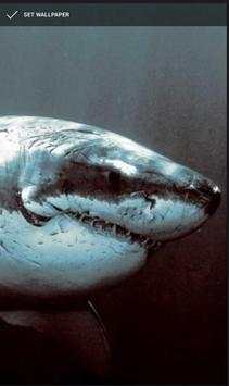 Shark Wallpapers Free HD screenshot 4