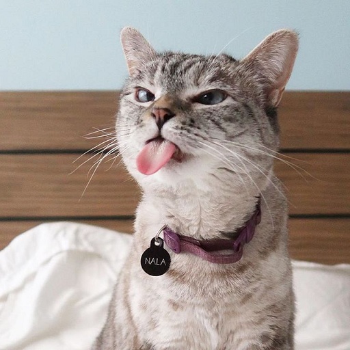 WAStickerApps Cat &amp; Funny Cat stickers icon