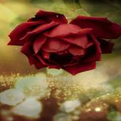 Beautiful Red Rose LWP 2