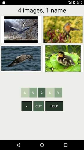 Amazing Animals : Bird Quiz स्क्रीनशॉट 5