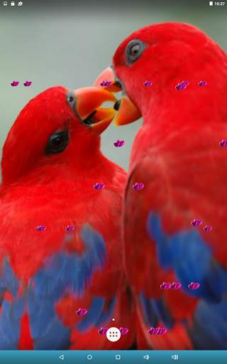 Love Birds Live Wallpaper screenshot 14