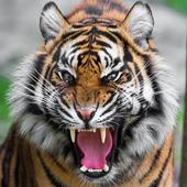 Animal Sounds icon