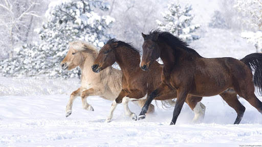 Horses Live Wallpaper : 7fon & LWP screenshot 5