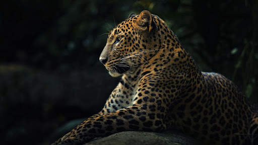 Leopard Live Wallpaper (Wallpapers & Backgrounds) 5 تصوير الشاشة