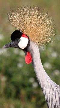 Beautiful Birds Wallpapers3 HD screenshot 16