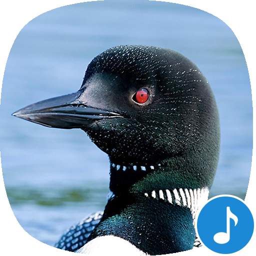 Appp.io - Loon Bird Sounds 1.0.6