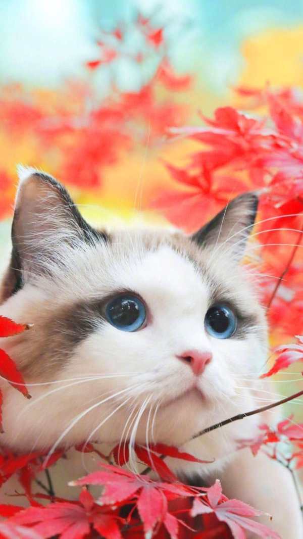 Pink Cute Kitty Theme screenshot 4