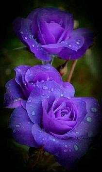 Flowers Gifs And Roses Live Wallpapers screenshot 12