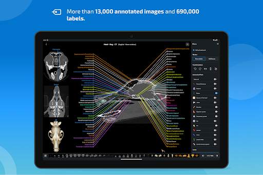 vet-Anatomy screenshot 9