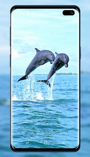 Dolphins Wallpaper screenshot 5