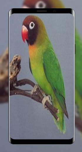 Wallpapers Love Bird Beutiful Best 4K screenshot 6