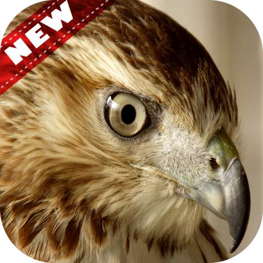 Falcon Wallpaper - Bird Wallpaper 4.0.0
