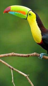 Beautiful Birds Wallpapers3 HD screenshot 4