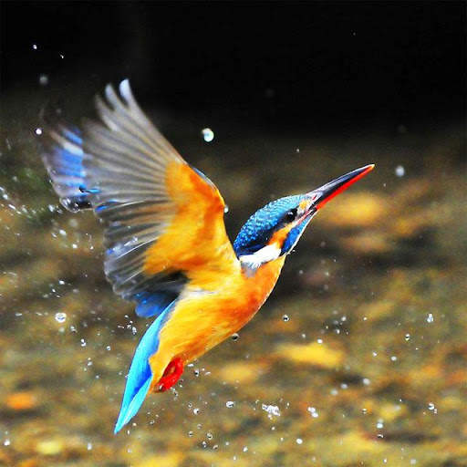 Birds Jigsaw Puzzles स्क्रीनशॉट 2