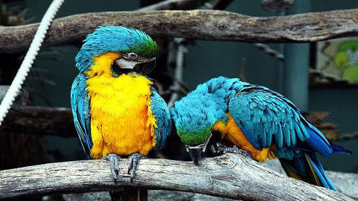 Macaw Bird HD Wallpaper screenshot 7