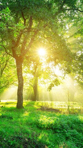 Forest HD Wallpapers 3 تصوير الشاشة