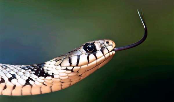Snake Wallpapers screenshot 16