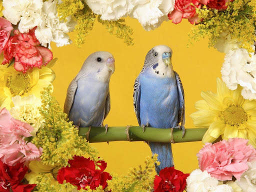 Budgie Bird Wallpapers HD screenshot 3