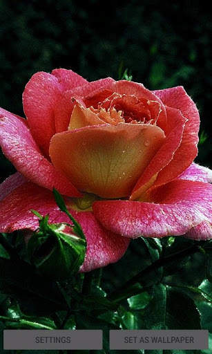 Dewy Shine Rose LWP screenshot 1