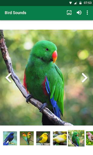 Bird Sounds screenshot 6